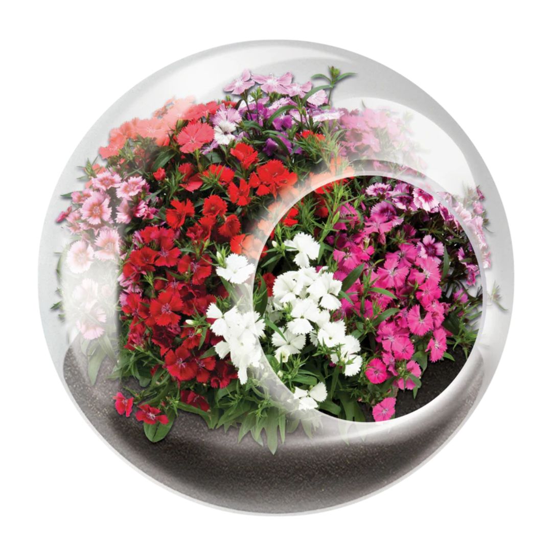 Tiny Terrarium – Perfect Pinks